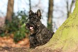SCOTTISH TERRIER 063